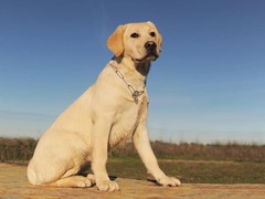 呼和浩特比利牛斯牧羊犬