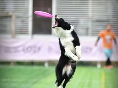 泉州训犬基地