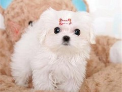 广东铃铛犬舍繁殖基地