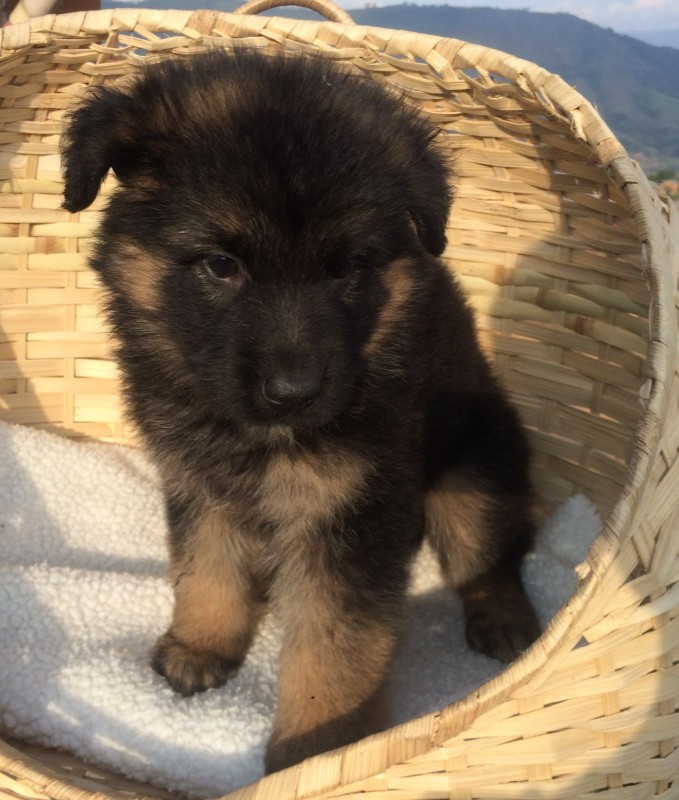 犬舍繁殖基地