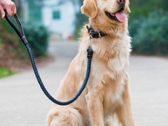 郑州训犬基地