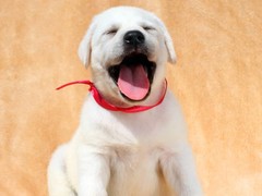 江门附近犬舍