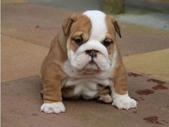 沁阳名犬俱乐部