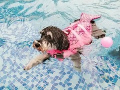 郑州训犬基地