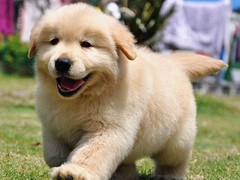 乌鲁木齐圣伯纳犬