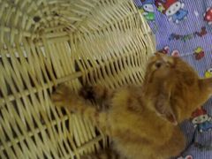 上海青浦区宠物小动物流浪狗流浪猫救助领养收容收养中心站