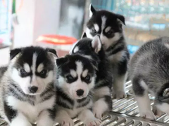 安安犬舍
