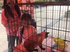 上海杨浦区上海杨浦区宠物救助领养收养收容站