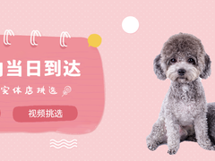 珠海普罗特猎犬