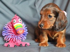 开封西施犬