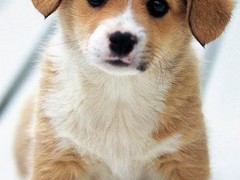 桂林新斯科舍猎鸭寻猎犬