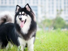 廊坊切萨皮克海湾寻回犬