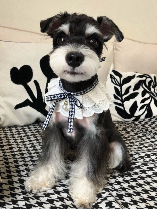 犬舍繁殖基地