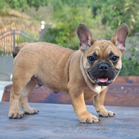 纯种虎斑色法国斗牛犬 奶油血法牛幼犬