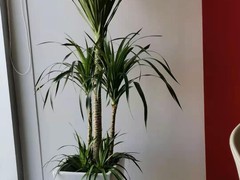 天津绿植租赁