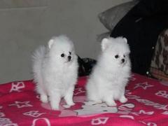 盛诚犬业