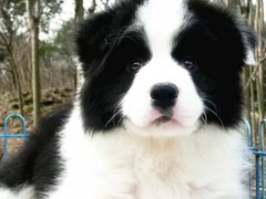 益帆边境犬舍