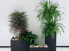 上海园艺