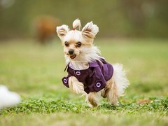 厦门大丹犬