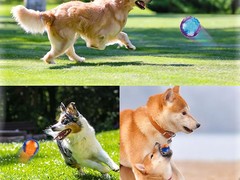 合肥训犬学校