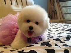 珠海库瓦兹犬