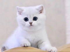 可乐猫咪苑