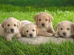 山东浩然犬舍