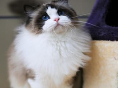 银川纯种猫咪