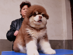 长沙喜喜宠物狗
