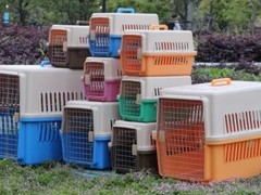 邢台宠物空运公司