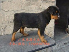 广东退伍兵犬舍