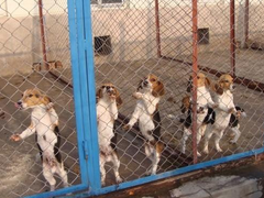 武汉喜喜犬舍