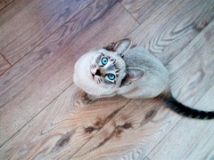 小许宠物
