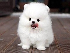 珠海卷毛比雄犬