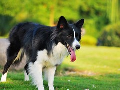 湖州训犬基地