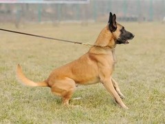 凌宇犬业