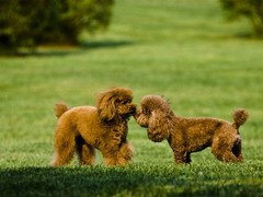 石家庄威尔士跳猎犬