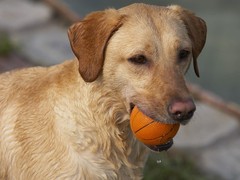 福州罗得西亚脊背犬