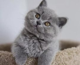 贵阳宠物猫店 狗儿享受好服务