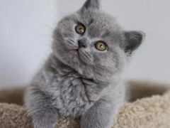 上海浦东新区宠物流浪狗流浪猫小动物救助领养收容收养中心站