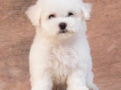 豆豆犬舍