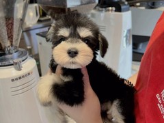 犬舍繁殖基地