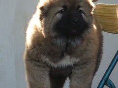 广东铃铛犬舍繁殖基地