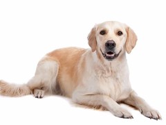 绵阳比格猎犬