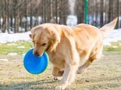 泉州训犬基地