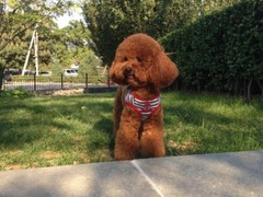 廊坊切萨皮克海湾寻回犬