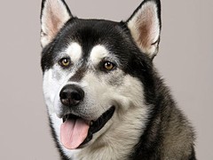 淮安美国猎狐犬