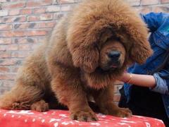 盛诚犬业