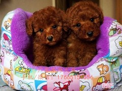 广东退伍兵犬舍