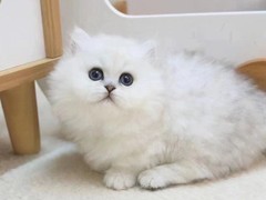 欣妍猫舍